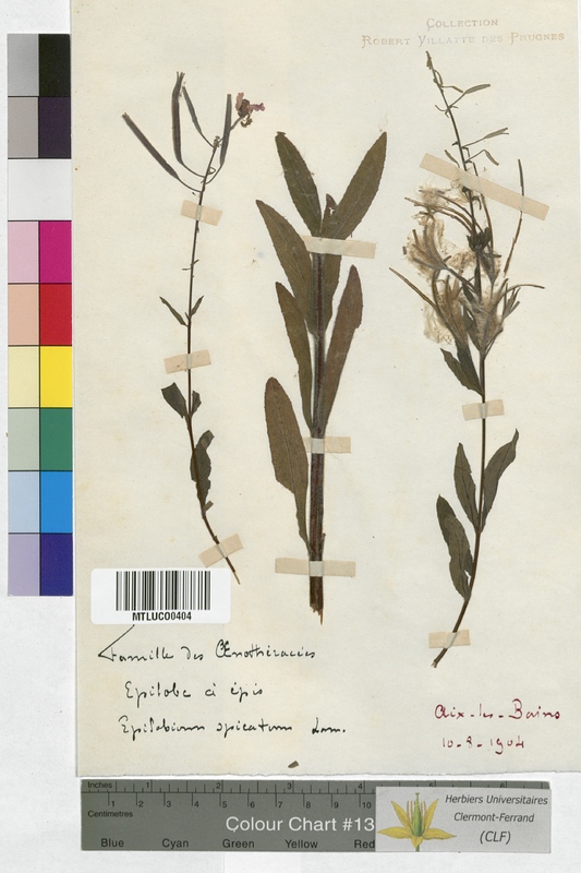 Epilobium rosmarinifolium (Onagraceae)