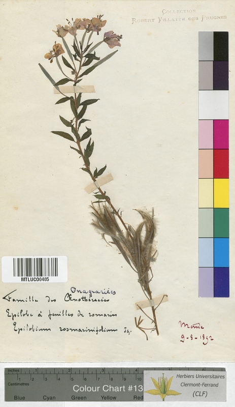 Oenothera biennis (Onagraceae)