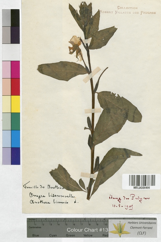 Circaea lutetiana (Onagraceae)