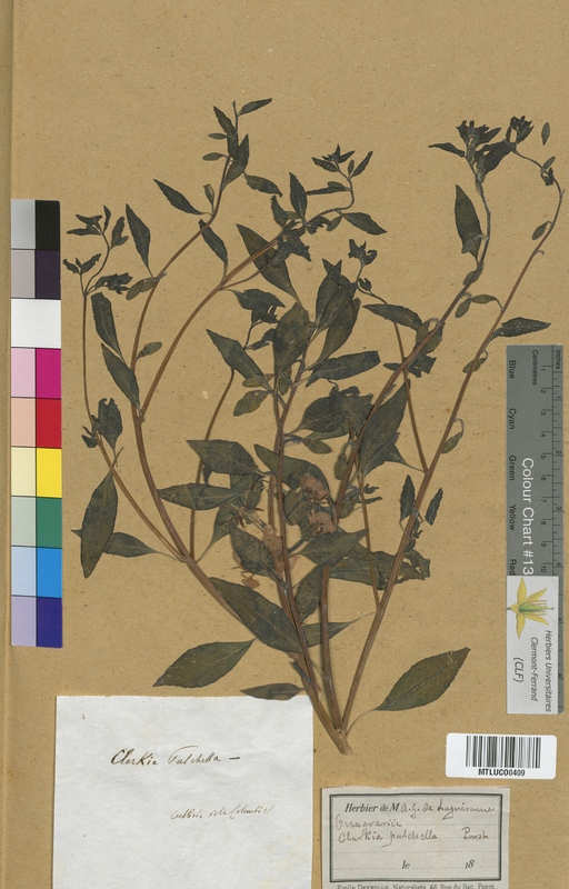 Trapa natans (Trapaceae)