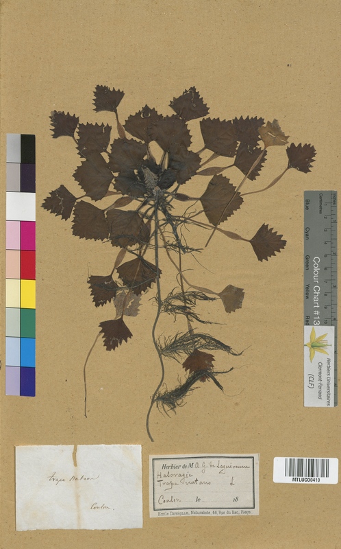 Callitriche stagnalis (Callitrichaceae)