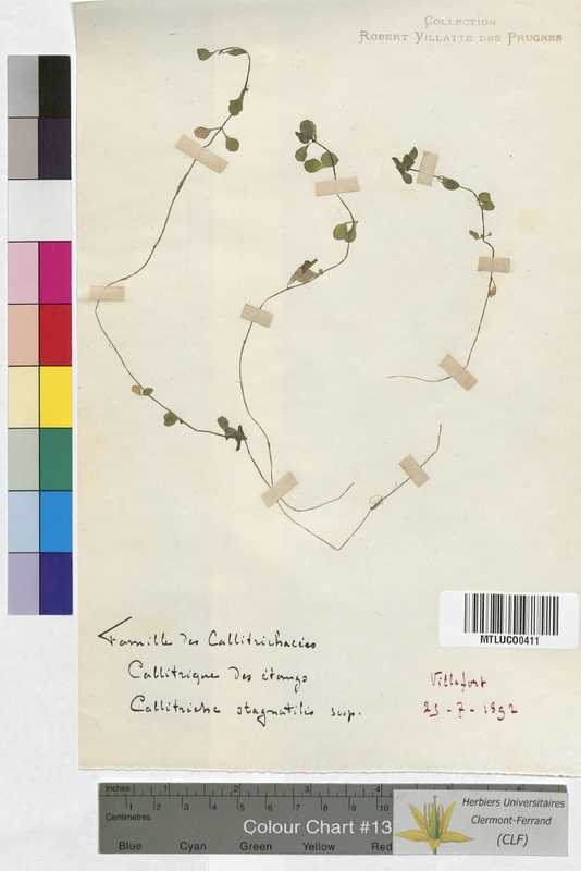 Lythrum salicaria (Lythraceae)