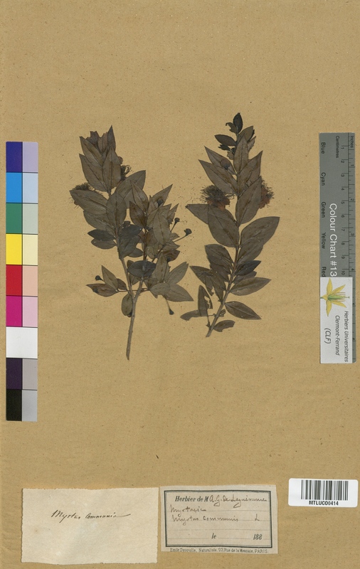 Philadelphus coronarius (Hydrangeaceae)