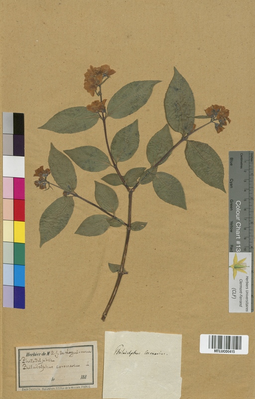 Portulaca oleracea (Portulacaceae)