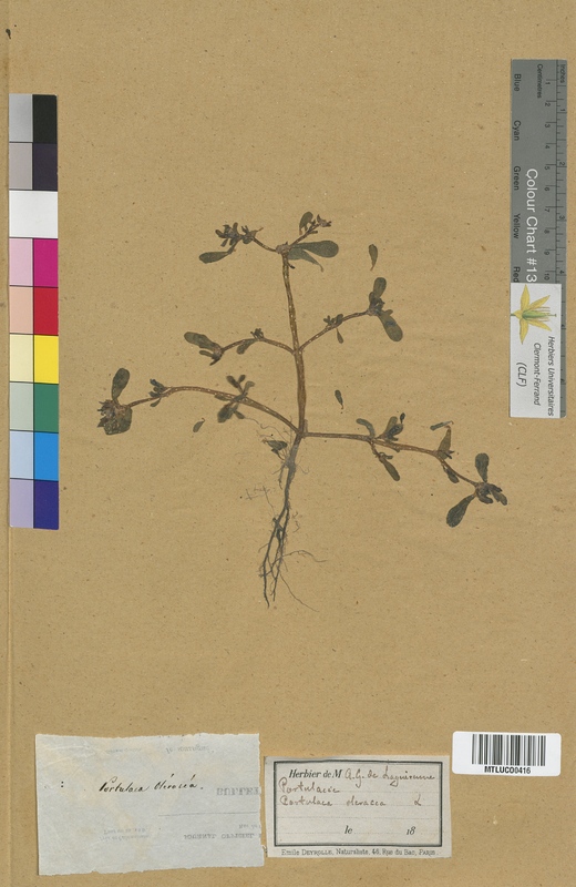 Scleranthus annuus (Illecebraceae)