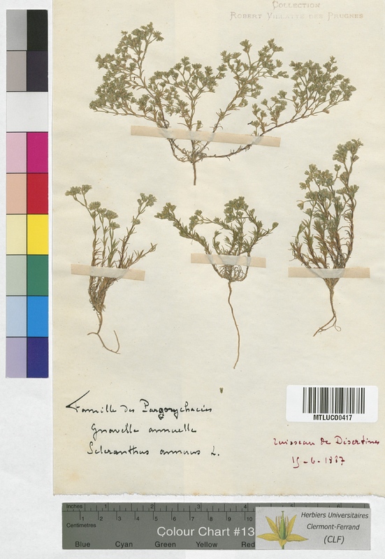 Scleranthus perennis (Illecebraceae)