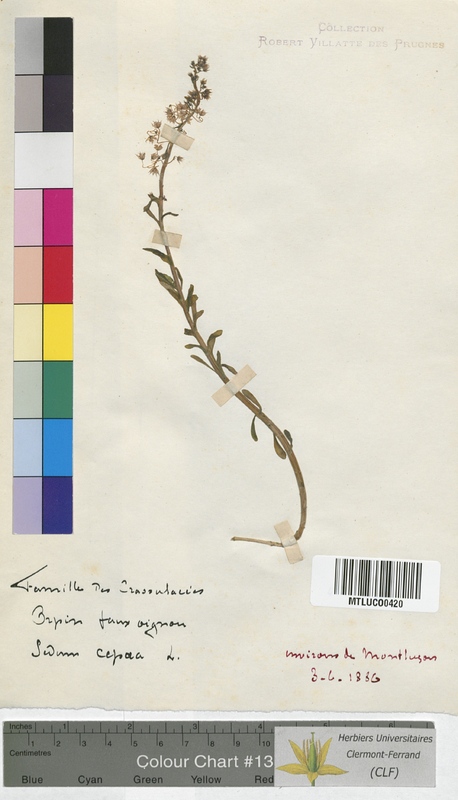 Sedum hirsutum (Crassulaceae)