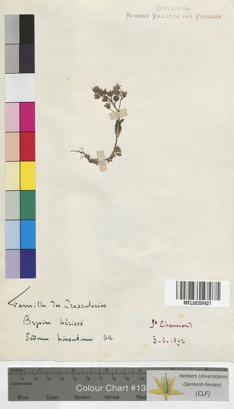 Sedum album (Crassulaceae)