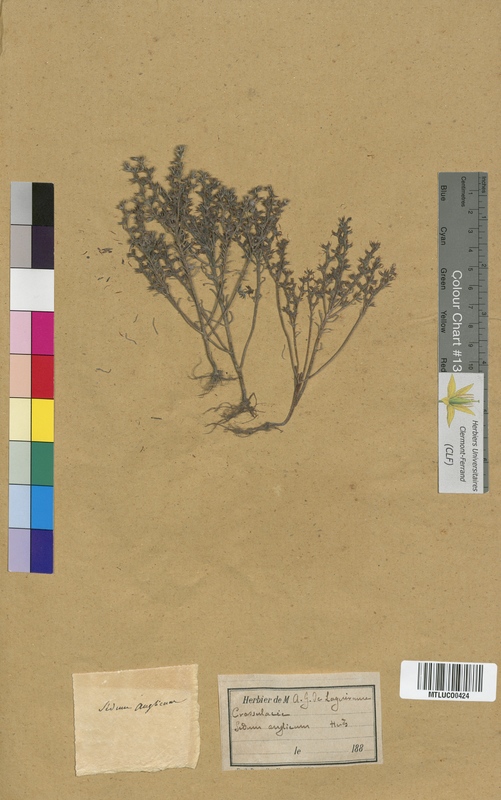 Sedum brevifolium (Crassulaceae)