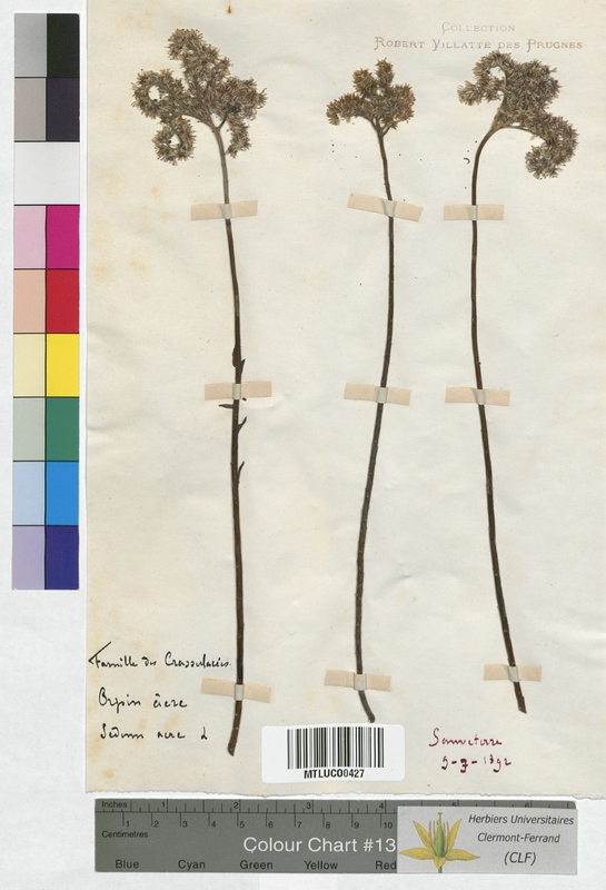 Sedum acre (Crassulaceae)
