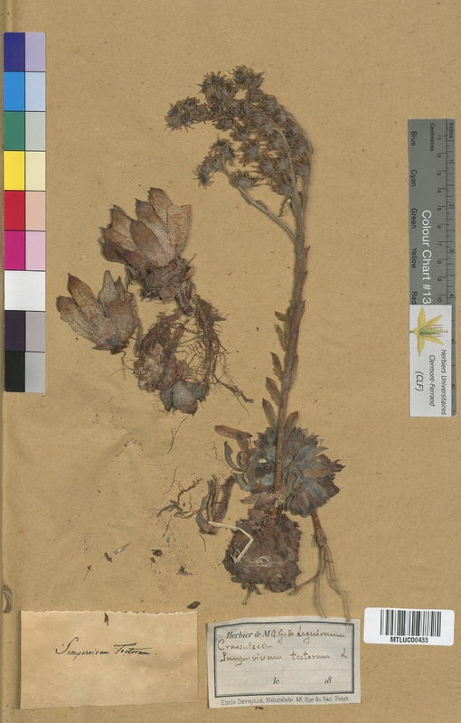 Ribes rubrum (Grossulariaceae)