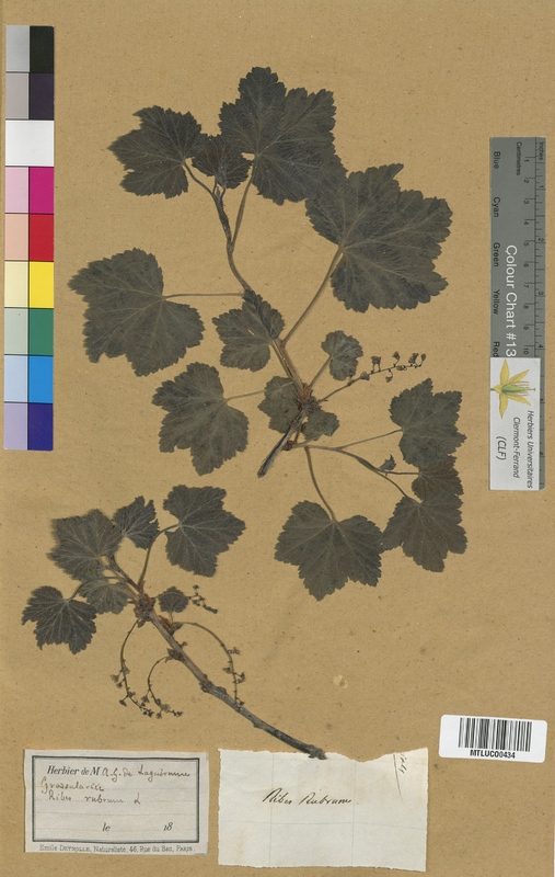 Saxifraga umbrosa (Saxifragaceae)