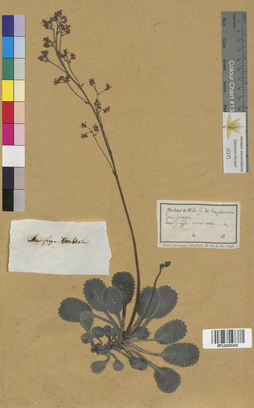 Saxifraga granulata (Saxifragaceae)
