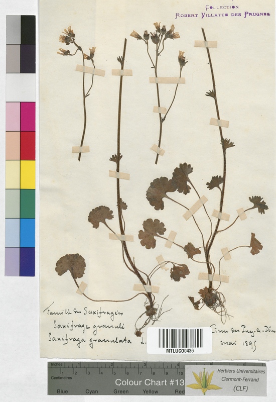Saxifraga granulata (Saxifragaceae)