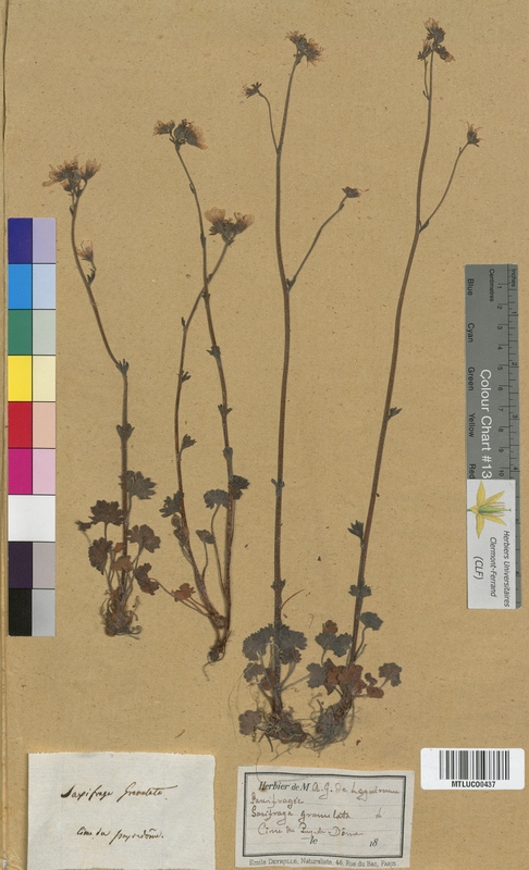 Saxifraga tridactylites (Saxifragaceae)