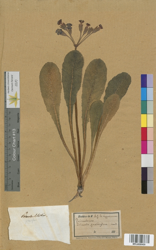 Primula officinalis (Primulaceae)