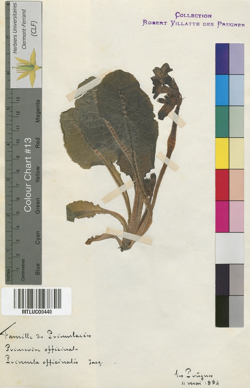 Primula auricula (Primulaceae)