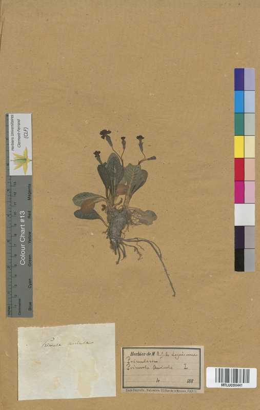 Primula veris (Primulaceae)