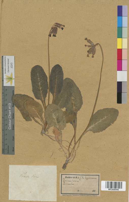 Lysimachia vulgaris (Primulaceae)