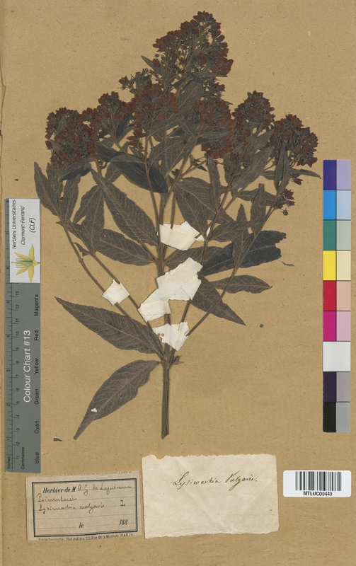 Lysimachia nummularia (Primulaceae)