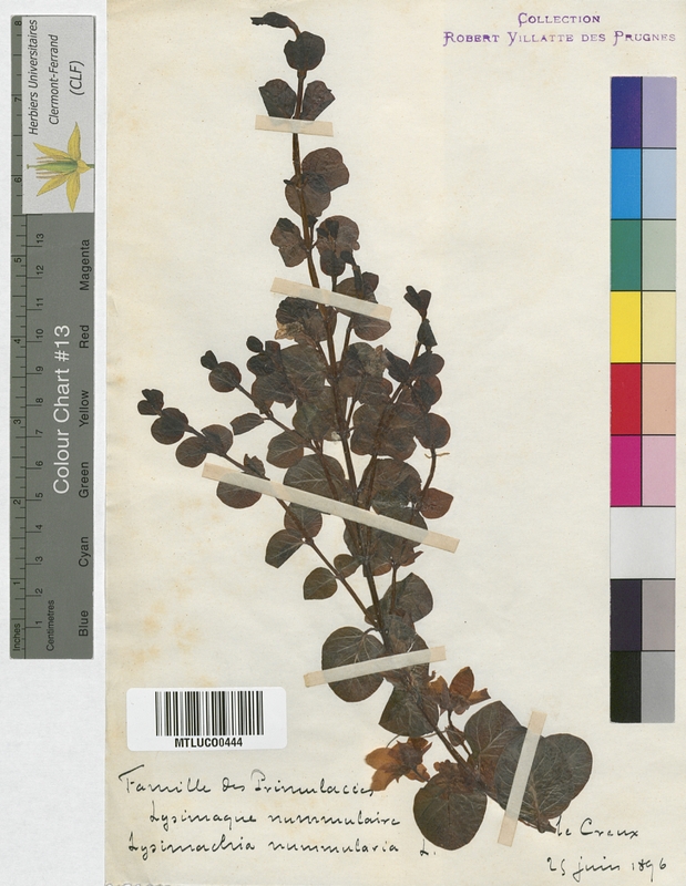 Lysimachia nummularia (Primulaceae)