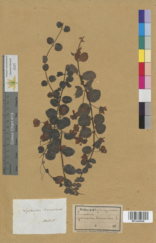 Lysimachia nemorum (Primulaceae)