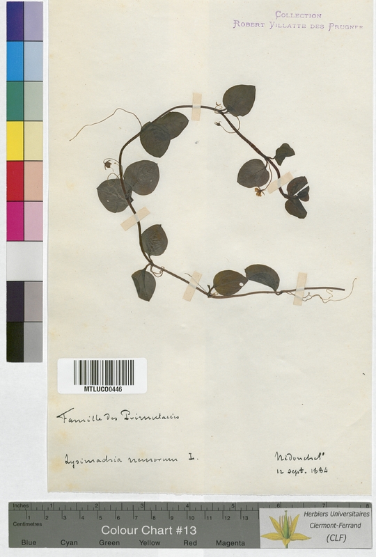 Anagallis phoenicia (Primulaceae)