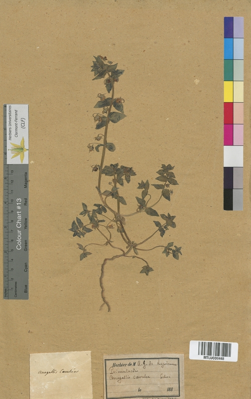 Samolus valerandi (Primulaceae)