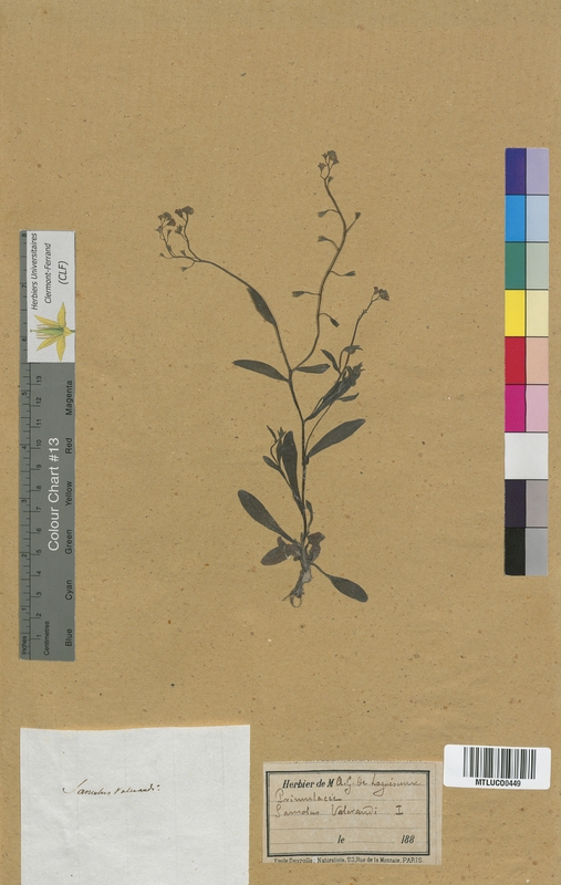 Erica tetralix (Ericaceae)