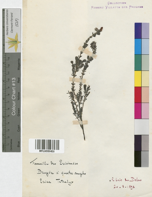 Erica cinerea (Ericaceae)