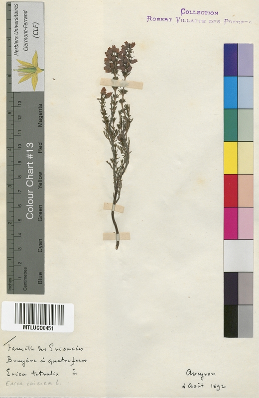 Rhododendron ferrugineum (Ericaceae)