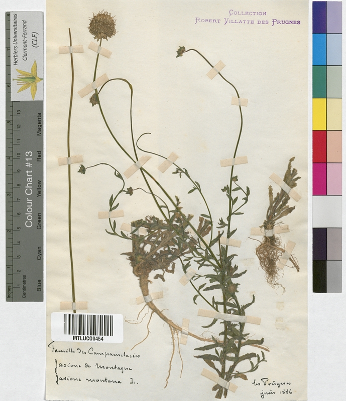 Specularia speculum (Campanulaceae)