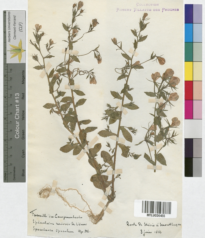 Campanula glomerata (Campanulaceae)