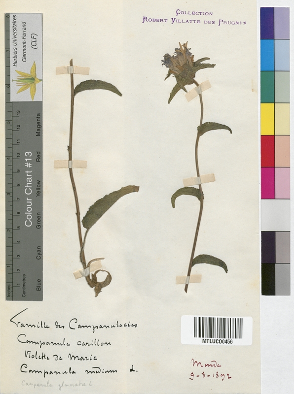 Campanula erinus (Campanulaceae)