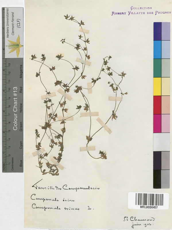Campanula patula (Campanulaceae)