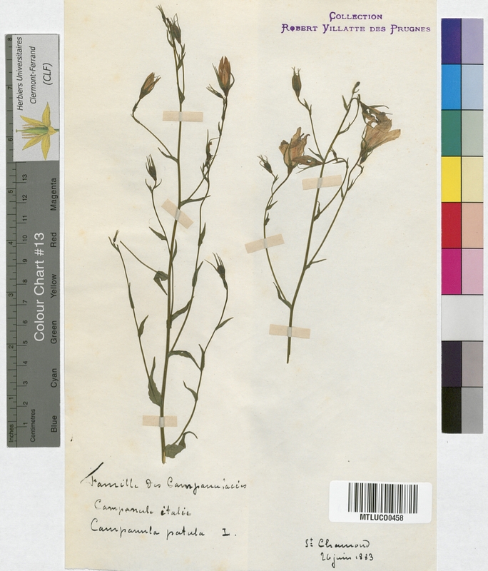 Campanula persicifolia (Campanulaceae)