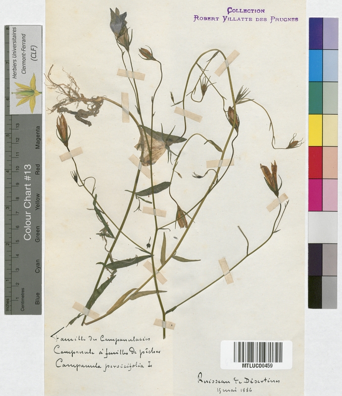 Lobelia urens (Campanulaceae)