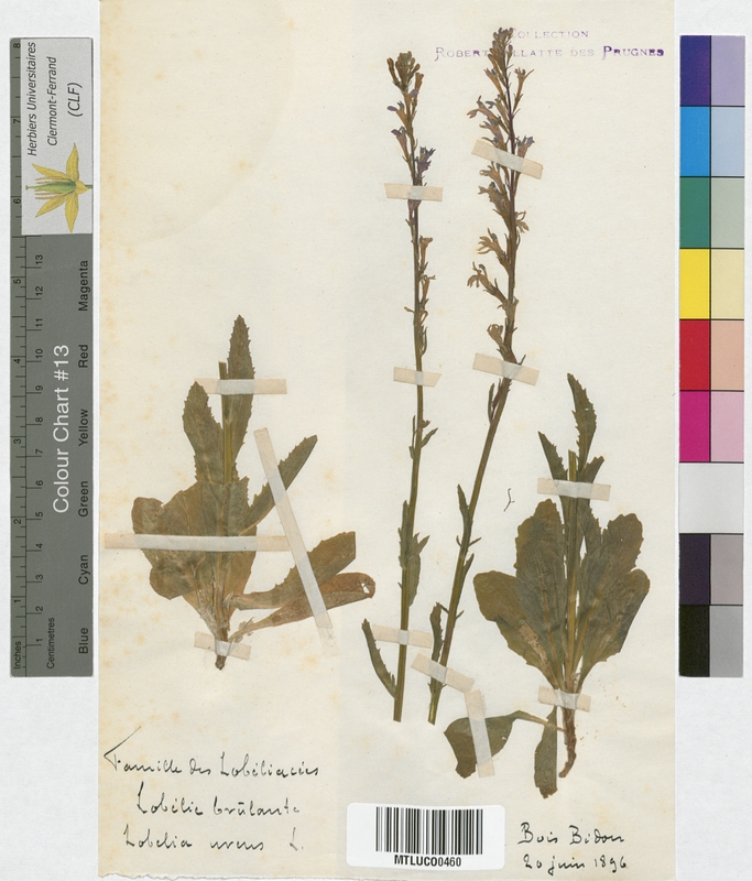 Lilac vulgaris (Oleaceae)