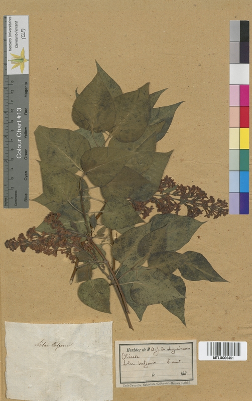 Lilac persica (Oleaceae)