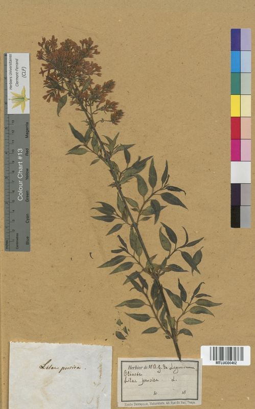 Ligustrum vulgare (Oleaceae)