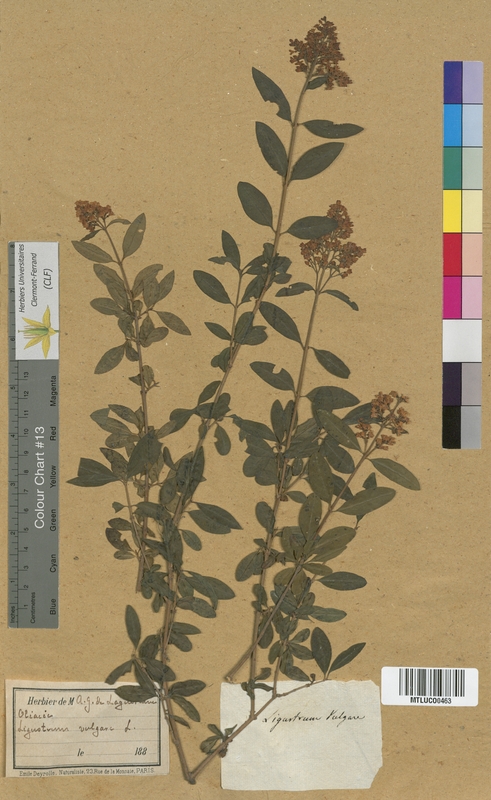 Jasminum fruticans (Oleaceae)