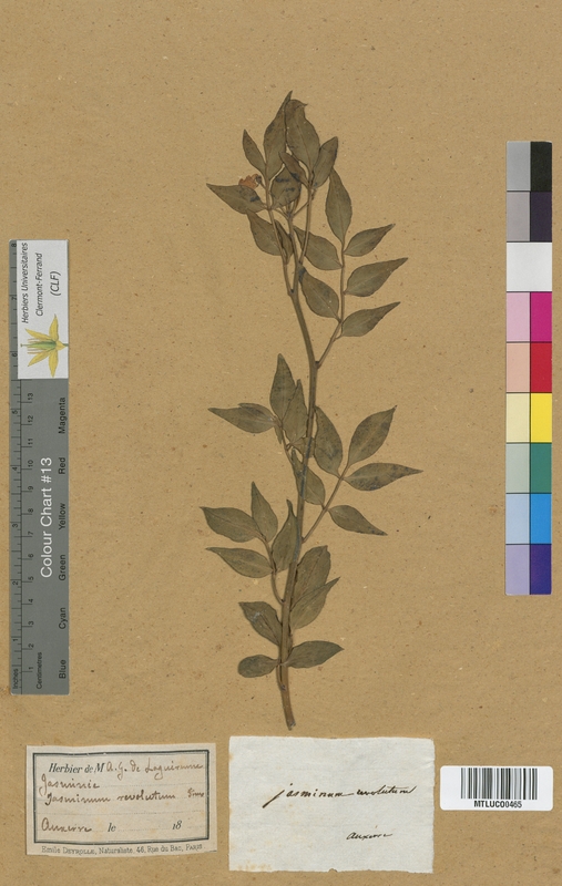 Jasminum officinale (Oleaceae)