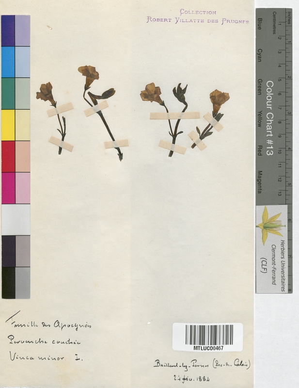 Vinca minor (Apocynaceae)