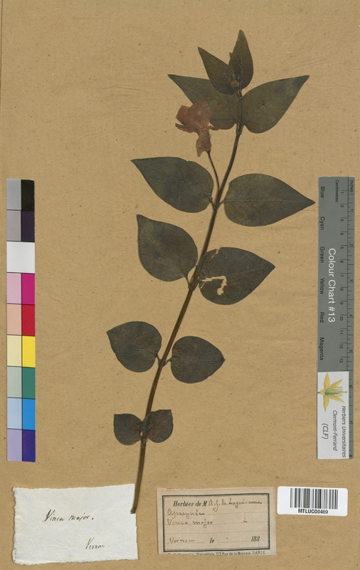 Vincetoxicum officinale (Asclepiadaceae)