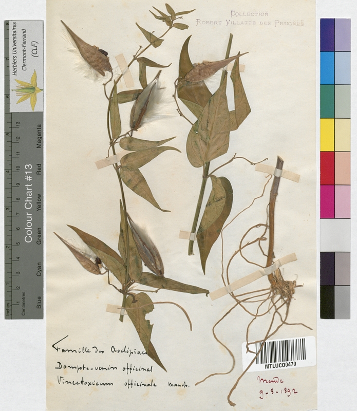 Vincetoxicum officinale (Asclepiadaceae)