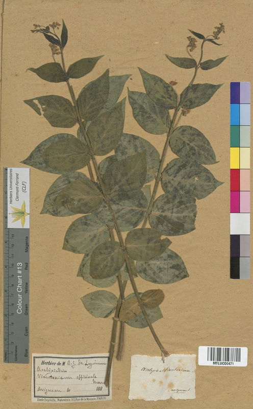 Erythraea pulchella (Gentianaceae)