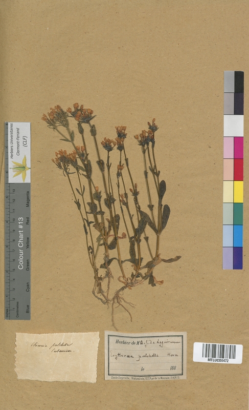 Cicendia filiformis (Gentianaceae)