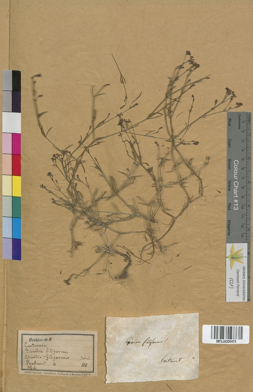Cicendia filiformis (Gentianaceae)