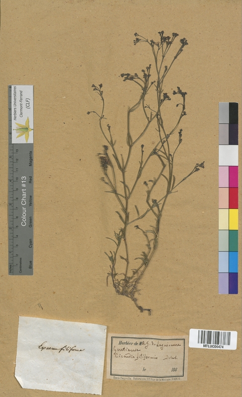 Cicendia pusilla (Gentianaceae)