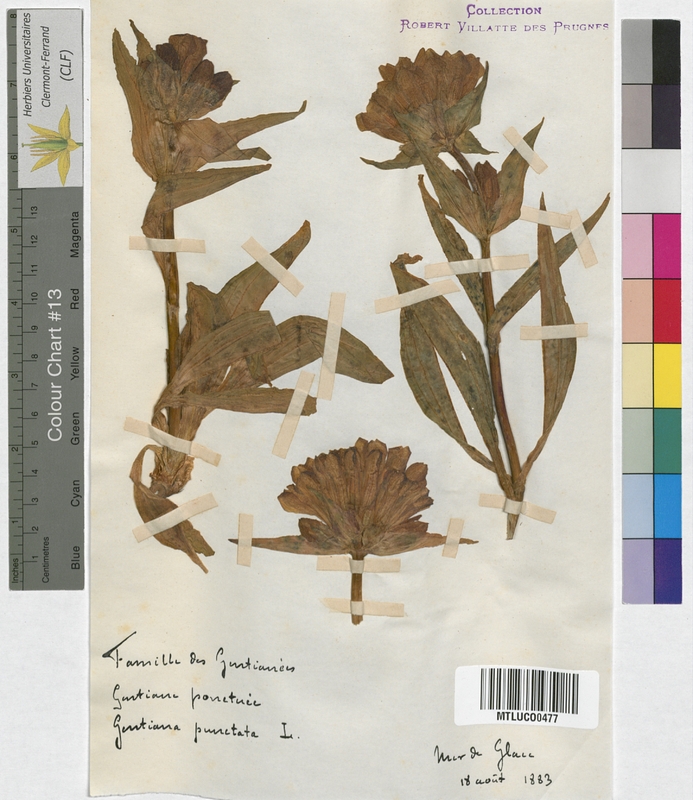Gentiana acaulis (Gentianaceae)